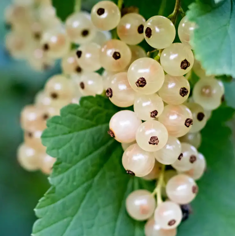 White Currant