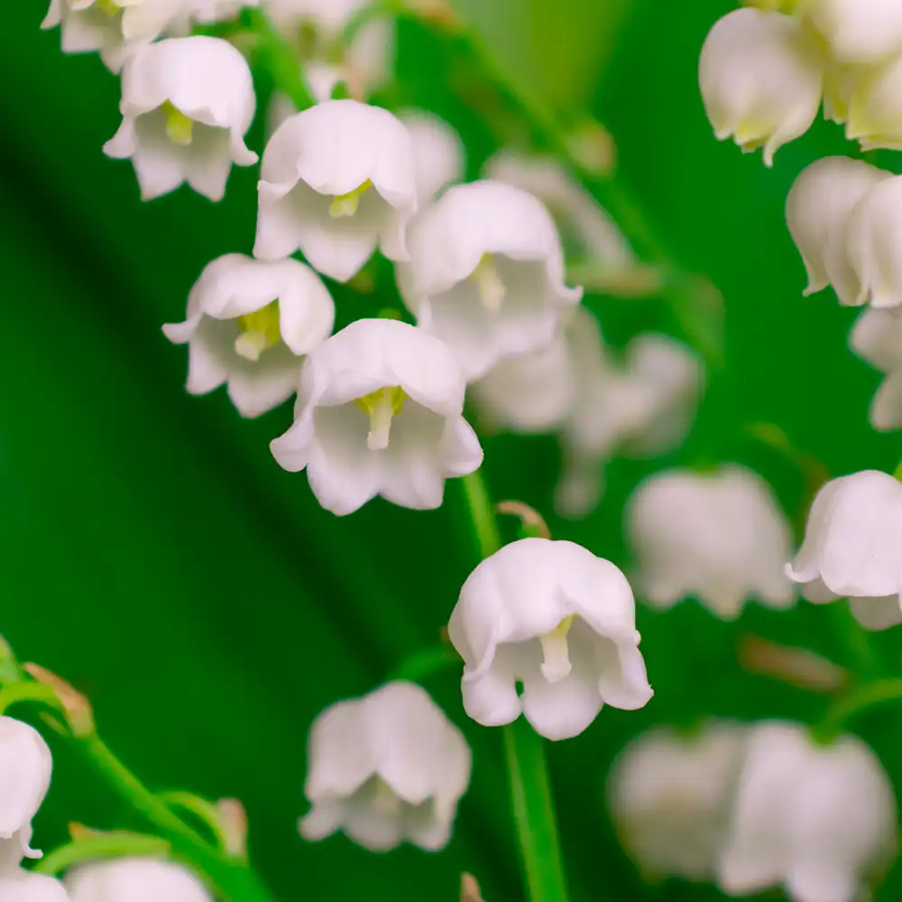 Lilly of the Valley